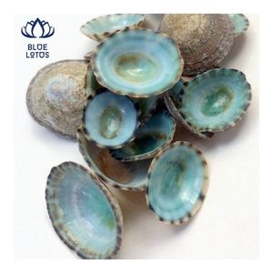 เปลือกหอยลิมเพ็ตเวียดนามปี 2026 คุณภาพสูง ขัดเงา รูปทรงธรรมชาติ เป็นมิตรกับสิ่งแวดล้อม ของที่ระลึกบลูโลตัส สำหรับงาน DIY เครื่องประดับ - Product Image 5
