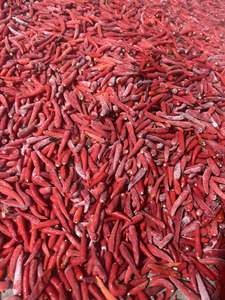 Premium IQF Frozen <b>Red</b> <b>Hot</b> Chili Pepper Whole Stemless Food Grade Vietnam Origin Bulk Supply - Product Image 4