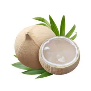 ผู้ผลิตน้ำมะพร้าวเข้มข้นแช่แข็งจากเวียดนาม - Product Image 4