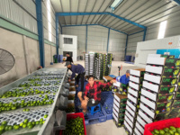 Premium pitloze limoen uit Vietnam – Verse groene citrusvrucht, hoog sapgehalte voor export