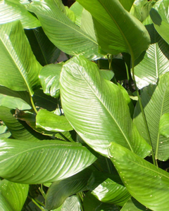Feuilles de Dong de haute qualité du Vietnam – Naturelles et propres - Product Image 3