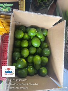 Citron vert frais sans pépins 4kg 4.5kg Carton |   Fournisseur de fruits frais du Vietnam - Product Image 1