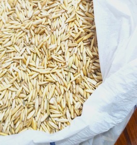 Avena Integral para Alimentación Animal |   Avena cruda a granel |   Proveedor de Granos de Avena |   Reen Traders - Product Image 2