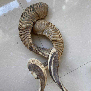 Oferta Emocionante: Shofar de Cuerno de Búfalo Moderno, Duradero y Exclusivo, Hecho a Mano en India, Kosher, Natural y Ecológico - Product Image 2