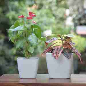 Jardinière auto-arrosante carrée bleu clair de 8 pouces, 2 gallons, pot de plante en plastique biodégradable durable et grand - Product Image 4