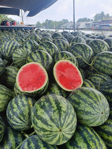 แตงโมไร้เมล็ดเกรดส่งออก – ผลไม้สดเวียดนาม หวานฉ่ำ เหมาะสำหรับการสั่งซื้อจำนวนมาก - Product Image 1