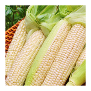 Maíz Blanco Seco de Grado 2, Apto para Consumo Humano y Alimentación Animal, Maíz Amarillo de Origen para Consumo Humano y Alimentación Animal - Product Image 1
