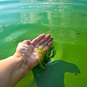 Nettoyeur de déchets de fond d'étang avec des microbes sûrs pour les poissons - Product Image 6