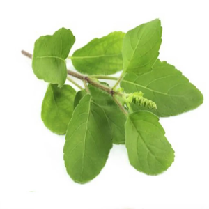 Aceite de Albahaca Sagrada 100% Puro, Aceite Esencial de Tulsi Indio, Proveedor al por Mayor |   Fabricante de Etiqueta Privada OEM Orgánico al por Mayor - Product Image 5