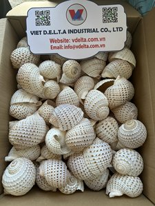 เปลือกหอยธรรมชาติสำหรับของที่ระลึกและธุรกิจงานฝีมือ - Product Image 5