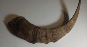 Article décoratif en corne de chèvre fait main, écologique, couleur naturelle, jouet à mâcher pour chien, friandise dure longue durée, moderne - Product Image 3