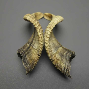 Shofar en corne de bœuf, matériau naturel, fait main, écologique, poli, design moderne, objet de collection, décoration de luxe pour la maison - Product Image 1