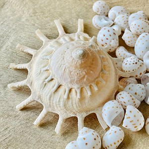 Decoración para acuarios, conchas marinas a buen precio, proveedor de conchas marinas naturales, venta de conchas marinas Sun Carrier. - Product Image 2