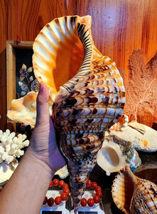 Coquille de trompette naturelle en gros, coquille décorative pour la décoration intérieure, l'aquarium, l'artisanat et la décoration côtière - Product Image 5