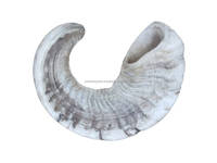 Corne de Shofar authentique casher en corne de bélier d'Israël, accordée naturellement, testée, qualité traditionnelle Rambam Jéricho