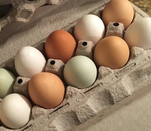 ไข่ไก่สดคุณภาพสูง สีน้ำตาล สำหรับรับประทาน น้ำหนัก 35-42 กรัม แช่เย็น ราคาถูก จำนวนมาก จัดส่งรวดเร็ว มีสินค้าพร้อมขาย - Product Image 2
