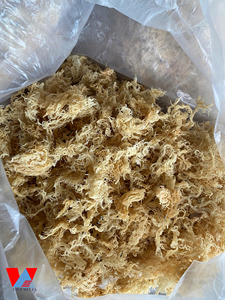 <b>Golden</b> <b>Sea</b> <b>Moss</b> Pure Natural <b>Sea</b> <b>Moss</b> Dried Fresh Whole No Chemicals Wildcrafted Sun-Dried Vegan Superfood/ Ms. Lima - Product Image 2