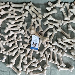 Jouets à mâcher pour chiens en bois de bonne qualité, bâtonnets de dentition durables en bois massif pour chiens, en forme d'os, fabriqués au Vietnam - Product Image 4