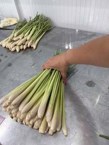 Citronnelle fraîche du Vietnam – Exportateur fiable, grandes quantités disponibles, herbe naturelle pure pour la cuisine et les infusions - Product Image 3