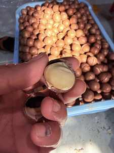 Venta al por mayor de nueces de macadamia tostadas de la nueva cosecha 2026 con cáscara o sin cáscara, suministro a granel, mejor precio - Sra. Tarina - Product Image 4