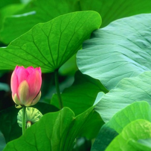 Hoja de loto seca para té: de loto fresco de alta calidad y buen precio - Product Image 5