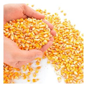 Maíz Amarillo Premium para Alimentación Animal, Grado Alimenticio de Alta Energía, para Aves de Corral, Ganado Vacuno, Venta al por Mayor, Suministro a Granel, Exportación, Fabricante - Product Image 1