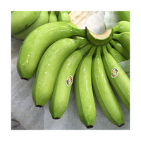 Mejor Precio, Plátanos Cavendish Verdes Frescos, Plátanos Cavendish Verdes Frescos de Alta Calidad
