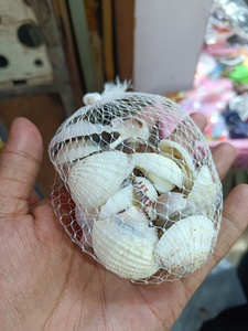 เปลือกหอยทะเลธรรมชาติแบบเดี่ยว แพ็คตกแต่งเปลือกหอยทะเลสำหรับงานฝีมือ ตกแต่งตู้ปลา แจกัน ของตกแต่งบ้าน ขัดเงาอย่างเป็นธรรมชาติ - Product Image 2