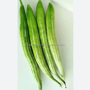 Calabaza Fresca Premium Grado A, Suministro Directo de Granja, Calidad de Exportación, Vegetal Tropical Orgánico de Bangladesh, Seis Estaciones - Product Image 4