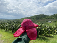 Premium Pitaya OEM ODM Landbouw Exporteur 100% Rode Drakenvrucht Vietnam Vers Fruit Hoge Kwaliteit Fruitleverancier