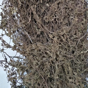 ใบหญ้าเจลลี่แห้งของเวียดนาม (เมโซนา ไชนีนซิส) |   วัตถุดิบธรรมชาติของซินเกา - Product Image 3