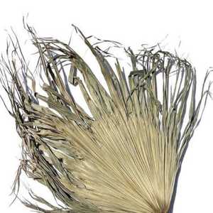 Feuilles de palmier éternelles écologiques de qualité supérieure pour DIY : Remise de diplôme, Halloween, Pâques, Fête des Pères, Mariage, Maison, Bureau 2026 - Product Image 1