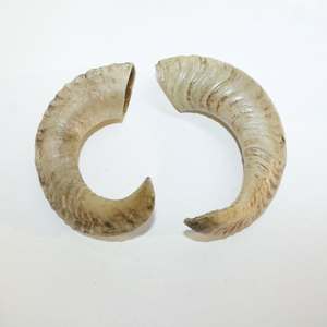 งานแสดงเขาสัตว์ป่า - Product Image 3