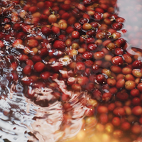 Groothandel Fabrieks Export 95 tot 99% Zuiverheid Robusta Vietnam Oorsprong Groene Koffiebonen A 60kg A Plus Bulkzakken Hoge Kwaliteit