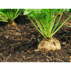 Remolachas Azucareras de Cosecha Natural, Productos Agrícolas de Primera Calidad con Excelente Frescura y Estándares de Calidad Profesionales - Product Image 1