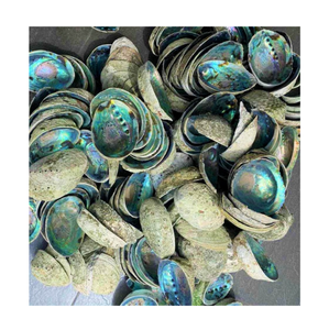Raw <b>Abalone</b> <b>Shells</b> Natural Shape Eco-Friendly Vietnam for Home Decoration Craft Jewelry Making Nature Theme Handicrafts - Product Image 1