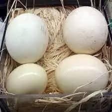 Huevos de Avestruz para Incubar, Blancos y Conservados, Provenientes de Sudáfrica, para Consumo Humano - Product Image 2