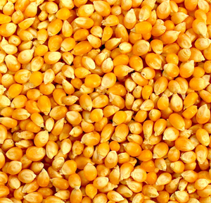 ข้าวโพด GMO คุณภาพพรีเมียม เกรดอาหาร ขายส่ง ราคาดีที่สุด พร้อมส่งออกจำนวนมาก - Product Image 1