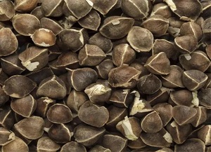 เมล็ดมะรุมจำนวนมากสำหรับสกัดน้ำมันและใช้เป็นสมุนไพร - Product Image 3