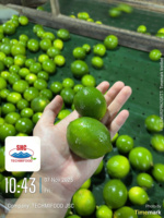 Vietnamese verse groene limoen – pitloos, sappig, exportkwaliteit voor wereldwijde distributie