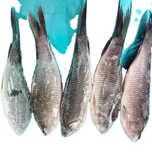 Iyi kalite malzeme ile hindistan'dan dondurulmuş bütün yuvarlak ROHU balık ön satış 24 ay raf ömrü