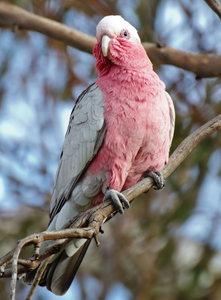 Galah Cockatoo Parrot Birds Live for Breeding <b>Aviaries</b> Ornamental Bird Keeping Wholesale Supplier NMF (PVT) LTD South Africa - Product Image 4