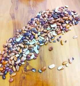 Frijoles Rojos Premium (Rajma) |   Frijoles secos |   Proveedor y Exportador a Granel de la India - Product Image 5