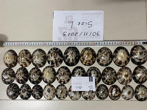 Produit Disponible Produit Coquille Limpet pour Femme Enceinte Coquilles de Bébé Allaitement au Meilleur Prix-LOTUS BLEU du Vietnam - Product Image 3