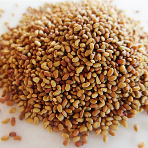 Semillas de Alfalfa Medicago Sativa Pureza 99% Mín. Marca Internacional Kohenoor 12 Meses de Vida Útil Alimento para Animales Empaque PE HACCP - Product Image 3