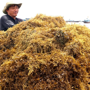 MS Lily วัตถุดิบสำหรับปุ๋ยสาหร่าย Sargassum แห้งสำหรับอาหารสัตว์ - Product Image 2