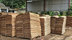 Vietnam <b>Eucalyptus</b> Rotary Cut Veneer Durable & Eco-Friendly 1270x640mm for Plywood Manufacturing - Product Image 6
