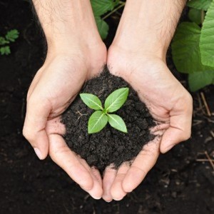 Bhumi Gold - Polvo de Vermicompost de Estiércol de Vaca Orgánico, 100% Puro, Fertilizante de Liberación Rápida, Almacenamiento en Seco, Uttar Pradesh, 24 Meses - Product Image 5