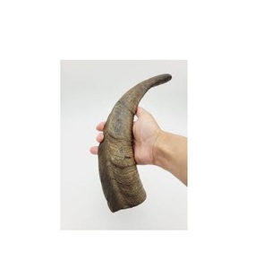 Cuerno de búfalo natural para decoración del hogar, con temática animal, forma artesanal sin procesar, mordedor para perros - Product Image 4