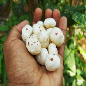ฟูลมาฮานาอินเดียพรีเมียม ฤดูกาลใหม่ 100% รสหวานบริสุทธิ์ เนื้อสัมผัสกึ่งนุ่ม ทำด้วยมือ คัดสรรอย่างพิถีพิถันจากธรรมชาติ กูร์กุฏ 1 กก. - Product Image 4